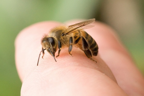 درمان زنبورگزیدگی در خانه