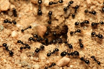 چرا مورچه ها در ترافیک نمی‌‌مانند؟!