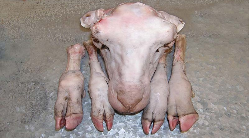 از نگهداری کله و پاچه تمیز نشده جدا خودداری کنید!