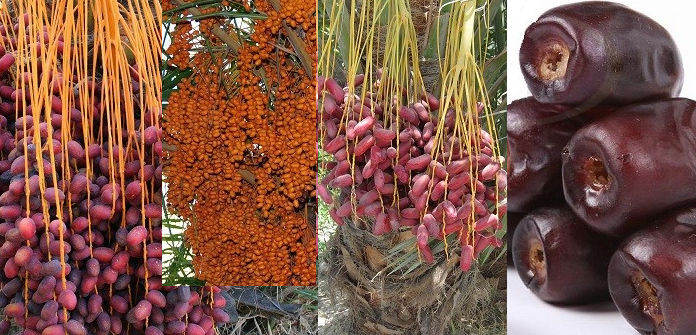 هر آنچه که لازم است در مورد انواع خرما و خواص آن بدانید