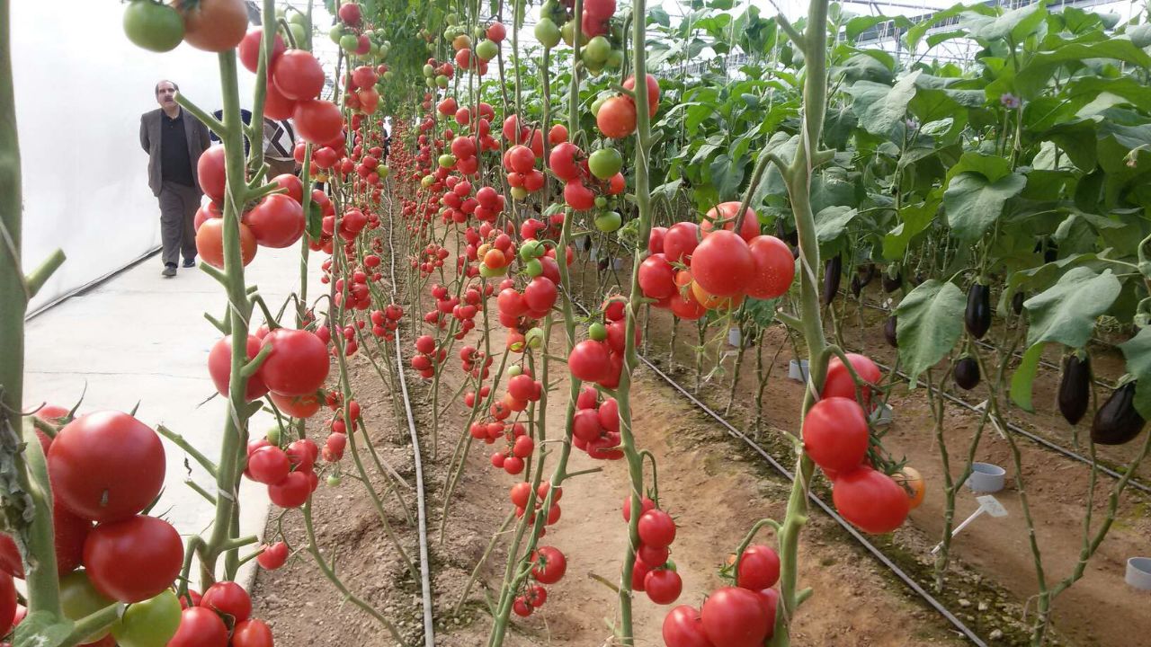  مضرات باورنکردنی مصرف میوه‌های گلخانه‌ای