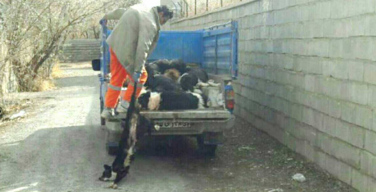 سگ کشی گسترده این بار توسط شهرداری شهرکرد+عکس