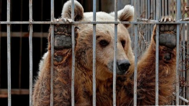 علت اصلی بوی بد باغ‌وحش تهران حیوانات نیستند