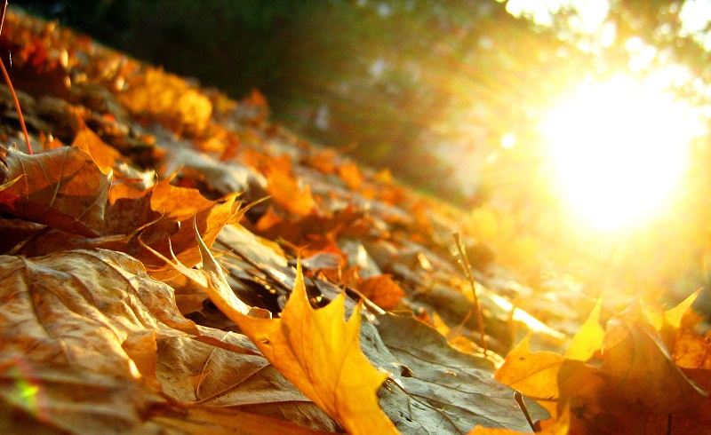  به این 7 دلیل در پاییز روزی 30 دقیقه در آفتاب بایستید