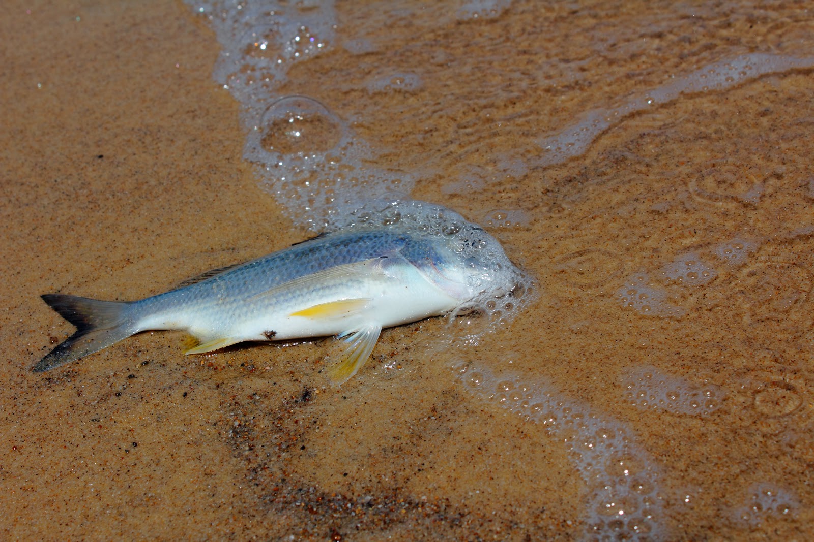 دلیل از بین رفتن ماهی‌های دریای مازندران 