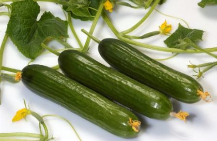 با خیال راحت خیار درختی و گوجه فرنگی بخورید
