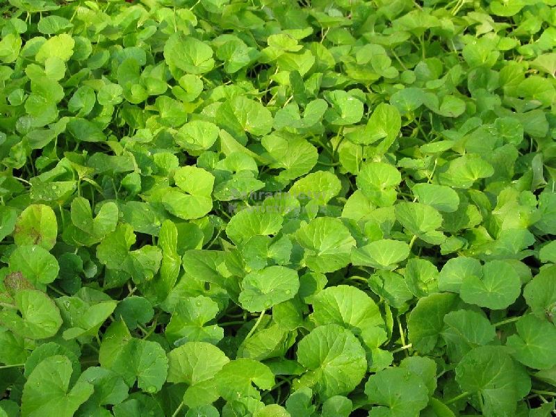 10 گیاه دارویی برای  ترمیم  کردن زخم سوختگی