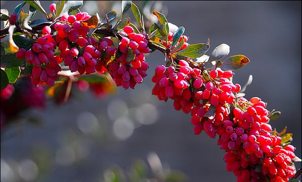 خواص ویژه‌ی زرشک را بشناسید 