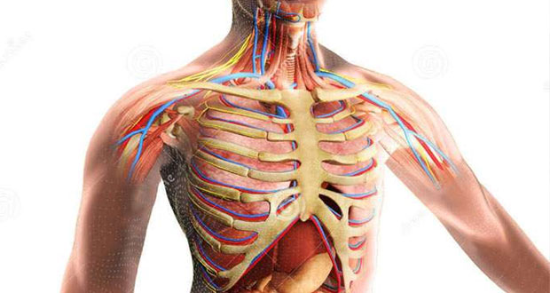  چقدر از آناتومی بدن خود اطلاع دارید؟ 