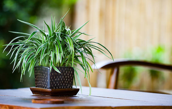  گیاهان آپارتمانی عالی برای افراد تنبل 