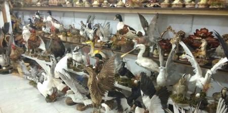 پرنده حرام گوشت در بازار پرنده فریدونکنار + تصاویر