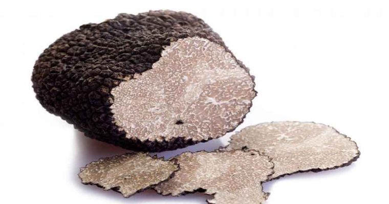 کاهش چشمگیر کلسترول خون با قارچ دنبلان