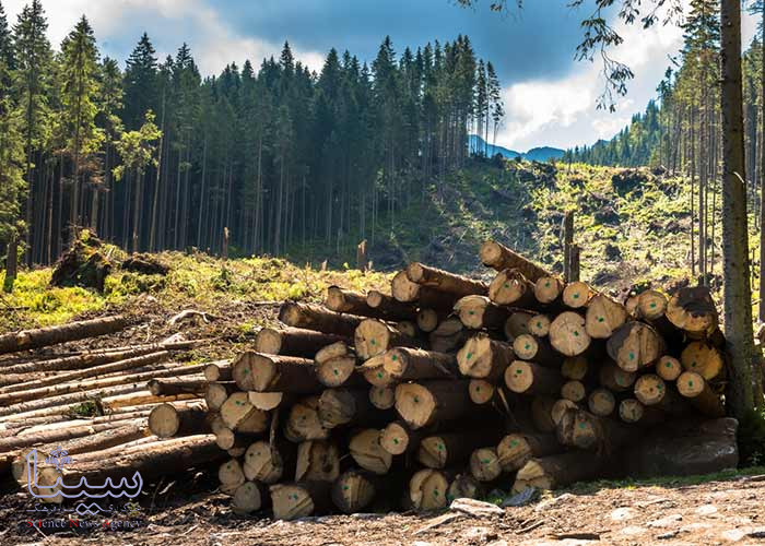  شناسائی مهمترین عوامل نابودی جنگل ها 