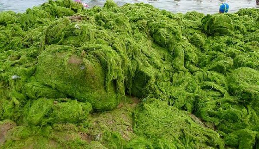  بکارگیری جلبکها برای تولید کاغذهای سازگار با محیط زیست