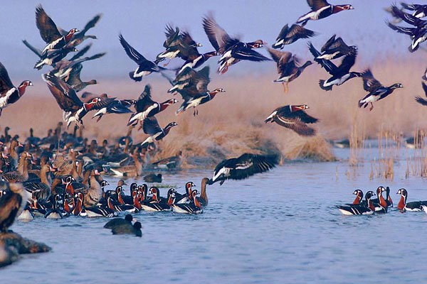  چند هشدار برای مقابله با آنفلوانزای فوق حاد پرندگان