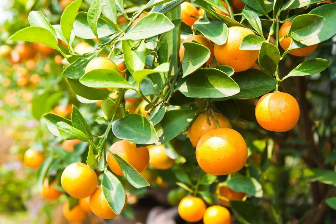 این میوه را با پوست بخورید و معجزه‌ی آن را دریابید 