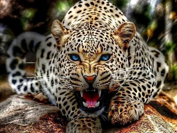 قدرت بقای پلنگ ماده رودسر در حال بازسازی است