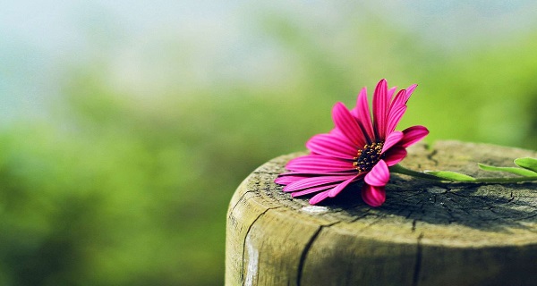  مستحبات را گلچین کنید