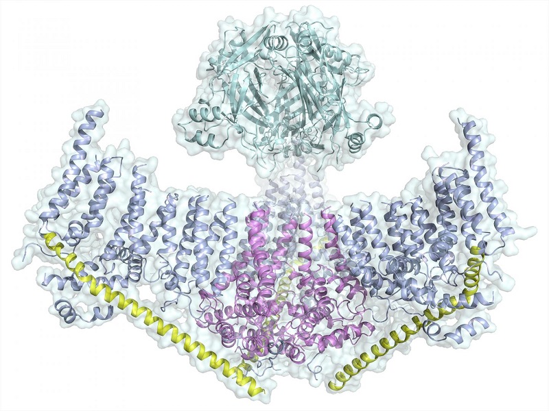  بررسی کامل پروتئین عامل حس لامسه برای اولین بار