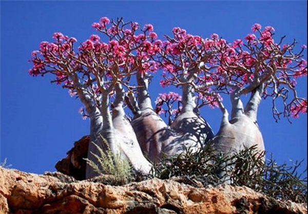 بهره‌گیری از گیاهان صحرایی برای تولید برق 