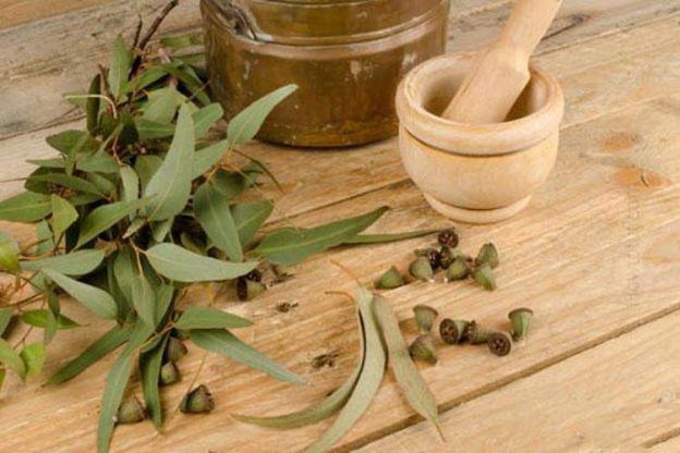 گیاهی معجزه گر در درمان تب