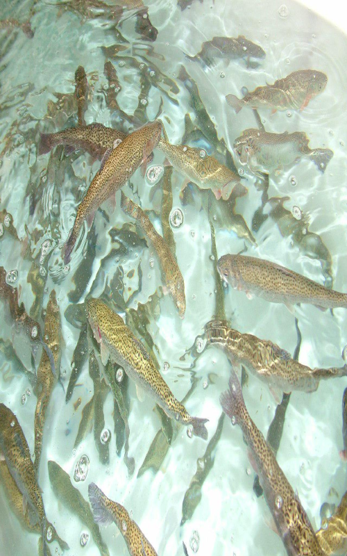 اختصاص اعتبار به زلزله زدگان