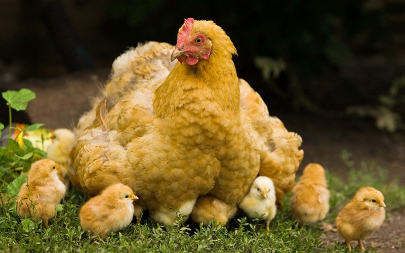 راه های انتقال آنفولانزای مرغی