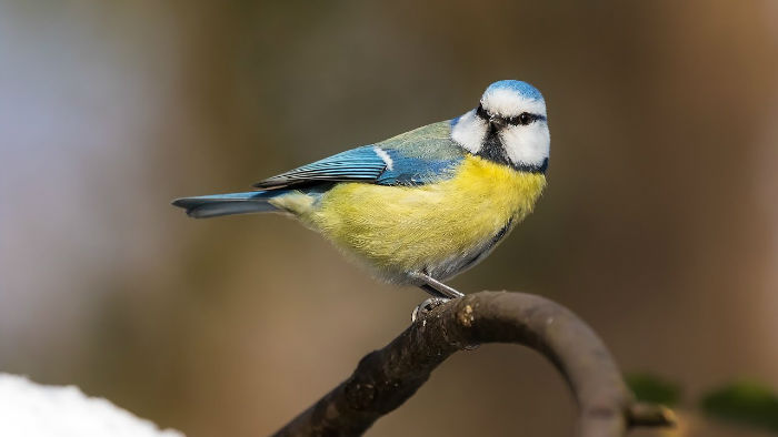 آیا گونه های مختلف پرندگان می توانند با یکدیگر صحبت کنند؟