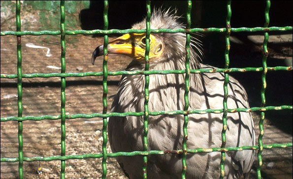 باغ وحش پارک ساعی متخلف است