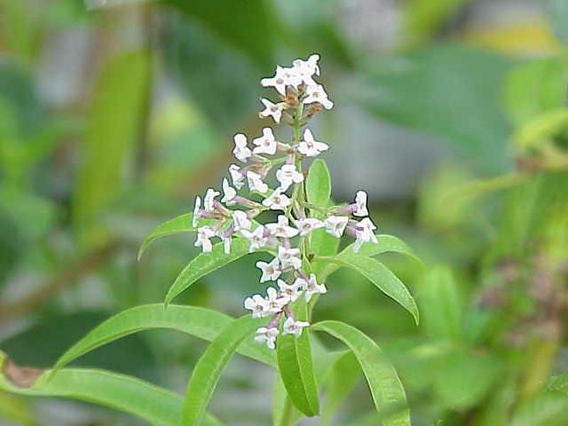 گیاهی برای درمان دردهای عصبی