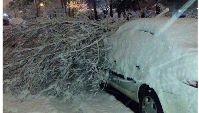 سقوط درخت‌ روی خودروها بر اثر شدت بارش برف در تهران + عکس