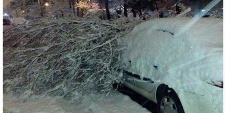 سقوط درخت‌ روی خودروها بر اثر شدت بارش برف در تهران + عکس