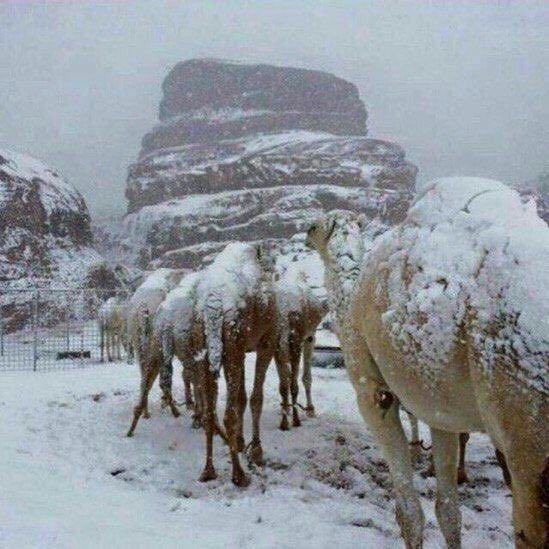 شترهای عربستان در بیابان برف دیدند! + عکس