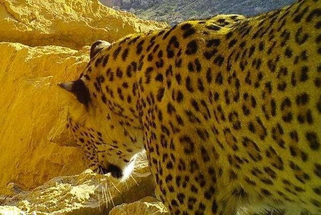  ثبت تصویر پلنگ ایرانی در کوه سیاه دشتستان