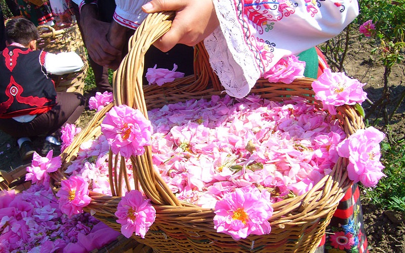 ترکیب سه گیاهی که به جنگ افسردگی می رود