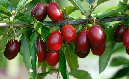 چگونه کلیه‌های سالم داشته باشیم؟ / تصفیه کارآمد کلیه با شگردهای طب سنتی