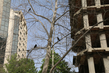 تصویب طرح حفاظت از درختان خیابان ولیعصر