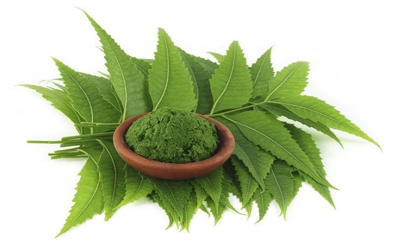 با فواید حیرت انگیز گیاه چریش آشنا شوید 
