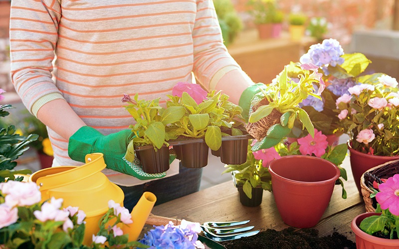  بهترین گیاهان دارویی ضدسرطان برای پرورش در خانه 