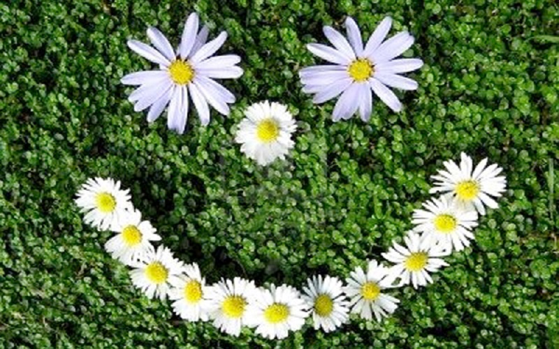 گیاهانی که شادتان می کنند 