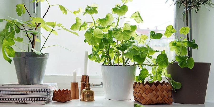 با پانزده گیاه که برای اتاق‌های گوناگون خانه مناسب هستند آشنا شوید