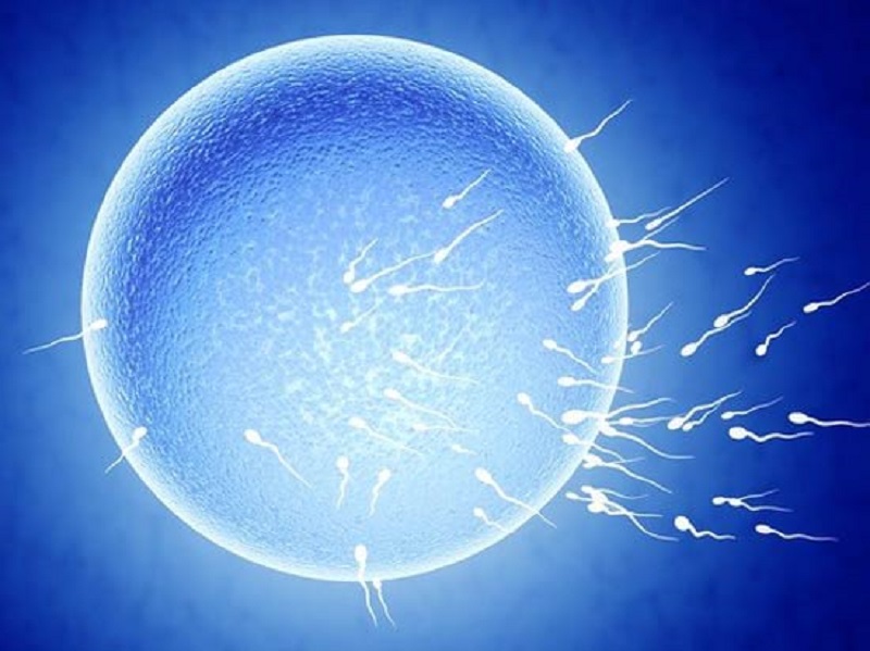 برای اولین بار صورت گرفت: رشد و تکامل تخمک انسانی در آزمایشگاه