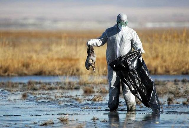لاشه های پرندگان دریاچه خلیج فارس(چیتگر) مبتلا به آنفلوآنزای H5N8 بودند