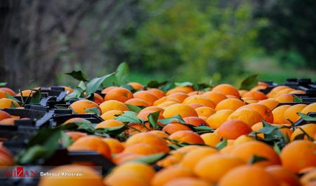 برداشت و ذخیره سازی مرکبات در مازندران + عکس