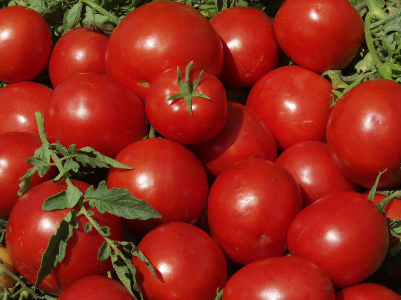شیوه نگهداری گوجه فرنگی برای مصرف در زمستان