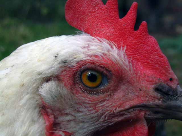 خطر انتقال ویروس آنفلوآنزای مرغی به سایر سایت‌های پرندگان 