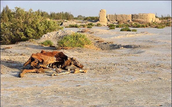احیای تالاب هامون در گرو توافق با افغانستان