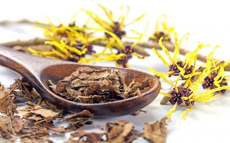 چگونه از خواص فندق افسونگر برای سلامت پوست استفاده کنیم؟