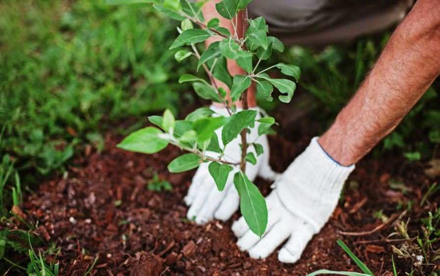 اینفوگرافیک| چطور درخت بکاریم ؟