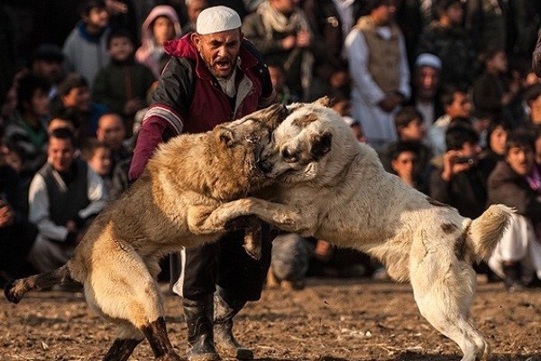چه کسانی‌ حیوان آزار می‌شوند؟